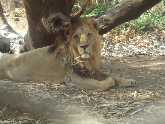 Silvassa